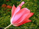 Tulip Festival, Windmill Gardens, WA