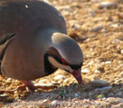 Bird looking for a snack at the Temple of Poseidon