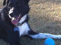 Zoe Dog