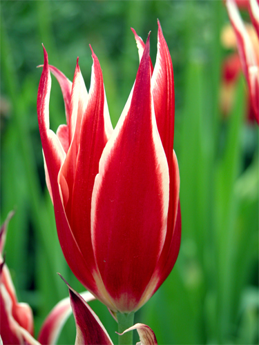 Red Tulip